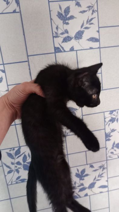 Отдам очаровательных котят!!!