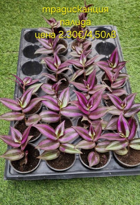 Стайни и градински растения на супер цени.