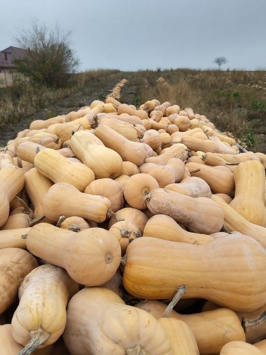 Dovleci plăcintari Matilda f1