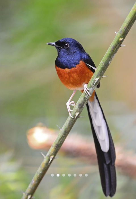 Shama qush sotiladi bulbul bor