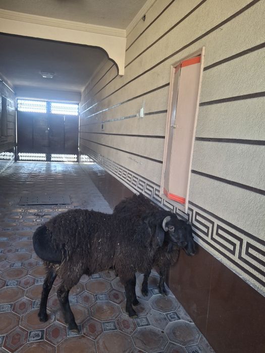 Қошқарлар сатылымда