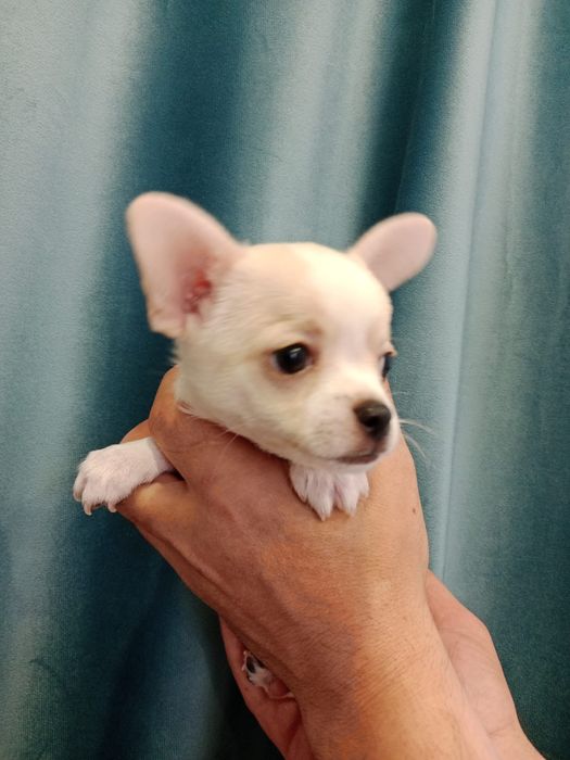 Чихуахуа мальчики 2 месяца.