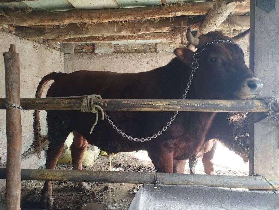 1 yosh 9 oylik Zotdor buqa sotiladi narxi 47 mln