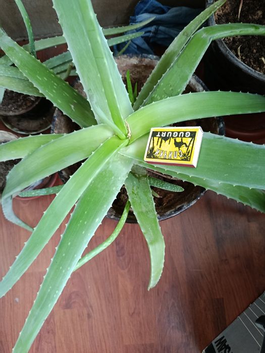 лечебное растение алоэ