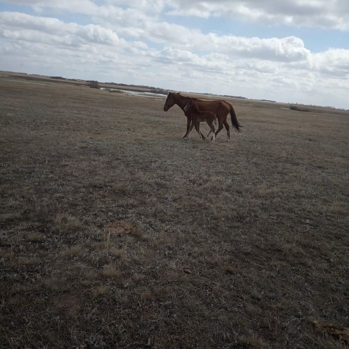 Продам кобылу с жеребёнком