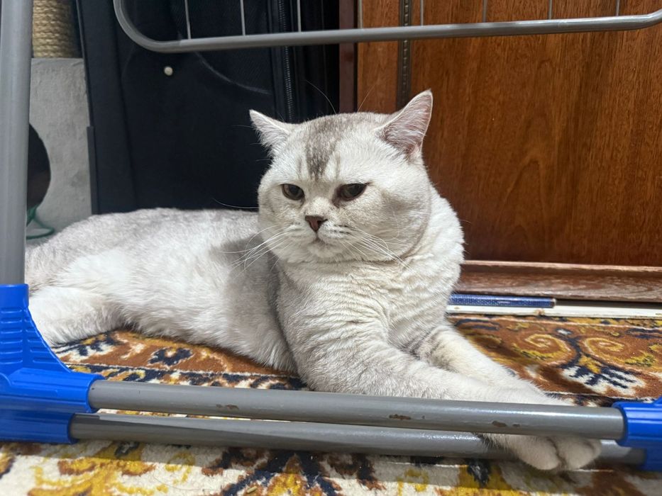 Серебристый шиншилла кот