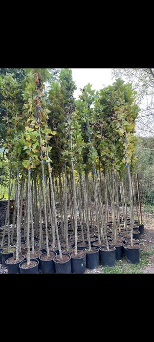 Tei, Platan, Mestecan, Salcam, Brazi ,Tuia ,Artari etc.