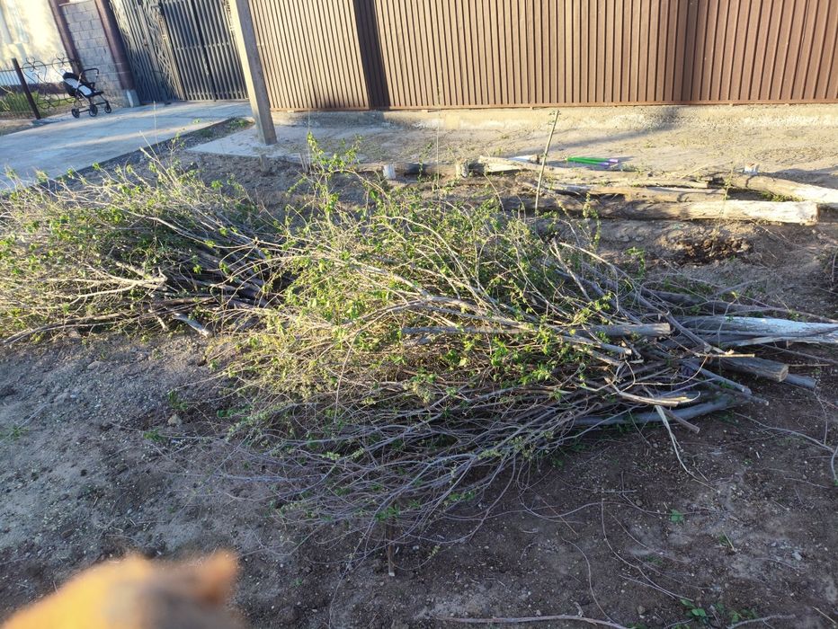 Отын ағаштар, қара тал