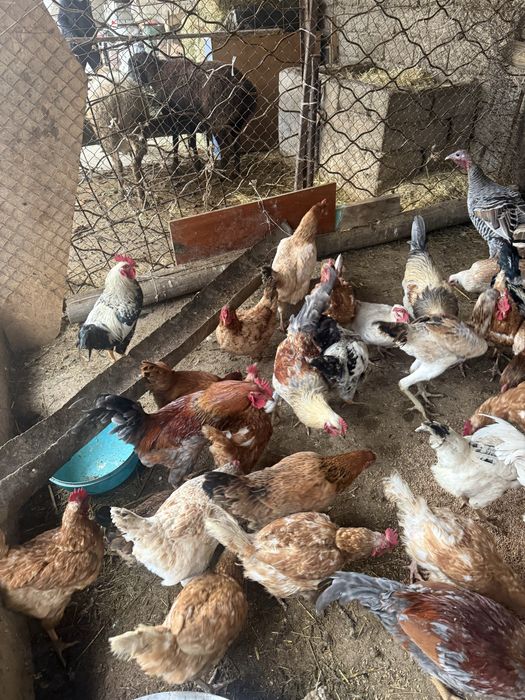 Тауктар сатылады калада тур багасы3500 тенге