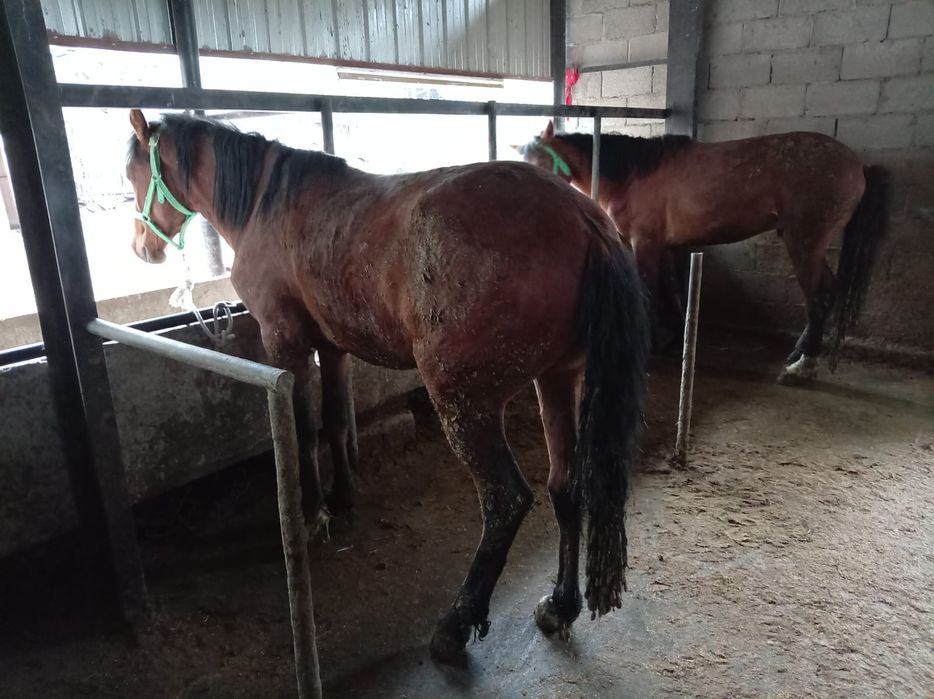 Бордакы кунандар семыз