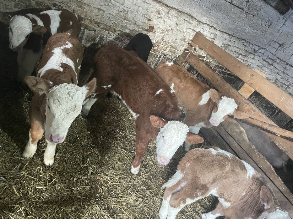 Vitei baltati de vanzare