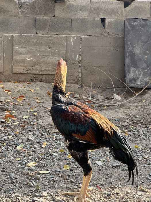 Дакан қораздар о шамо