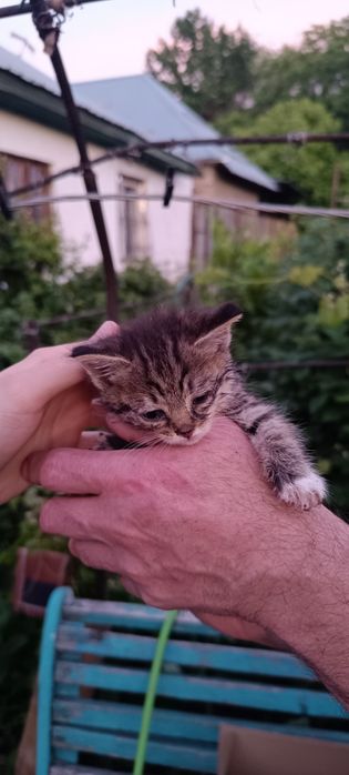 Отдам котят в добрые руки