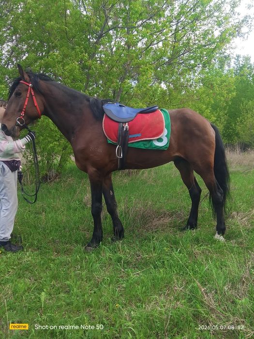 Продам жеребца орловский рысак 8 лет