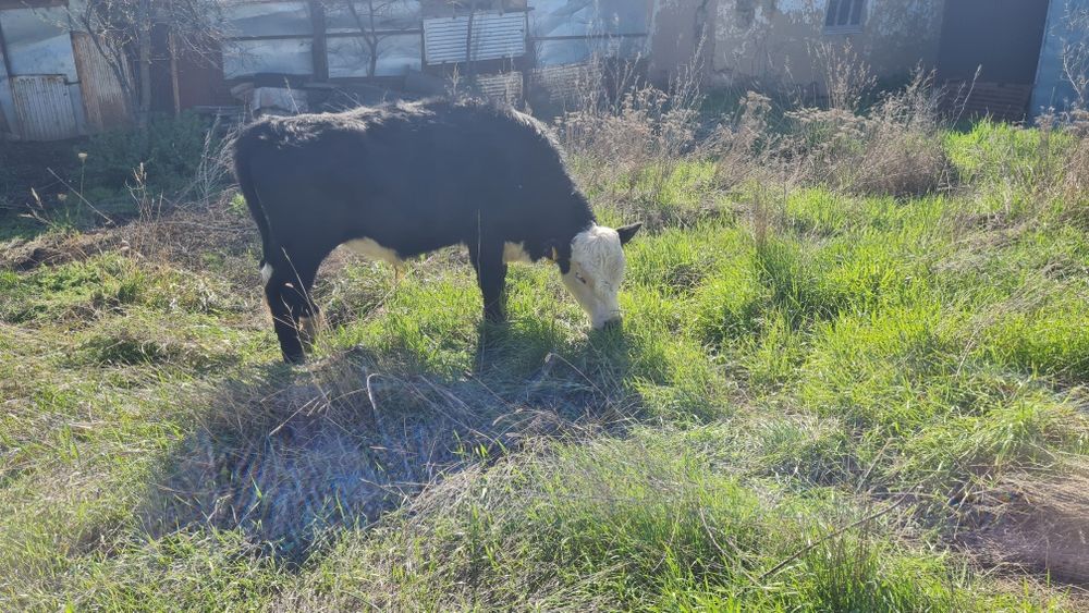 Бұқа (быки) сатамын