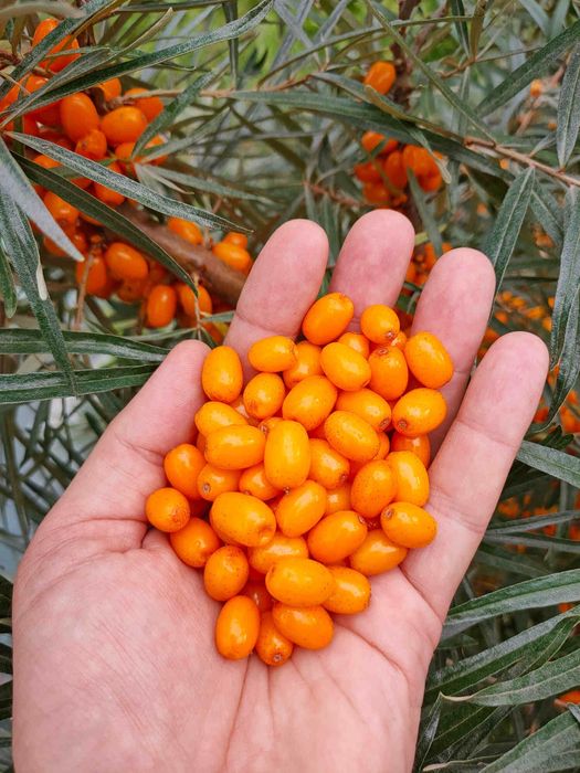 Облепиха замороженная