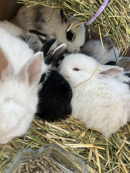 Iepurași pitici,simpatici pentru o familie iubitoare