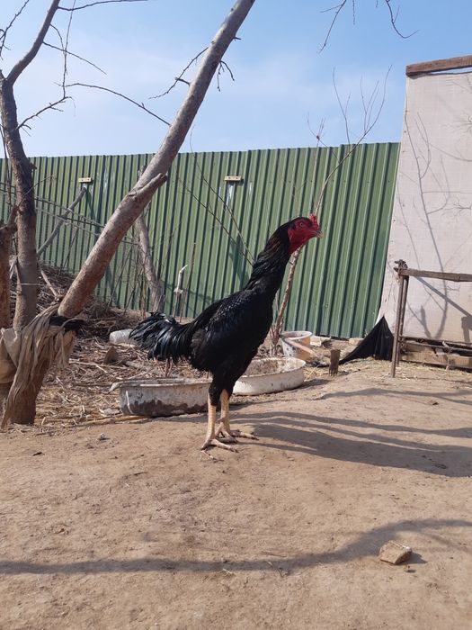 Porno gangbang uchun soraydi