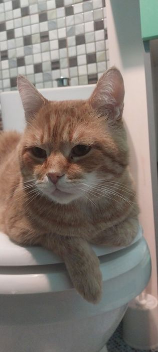 Отдам котика в хорошие руки