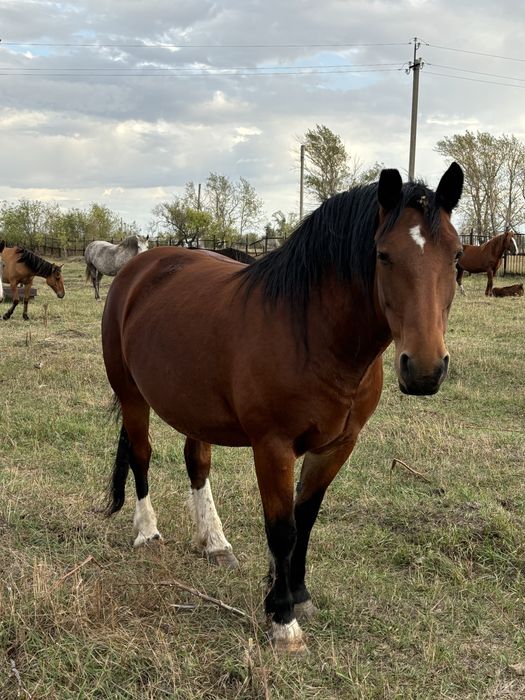 Продам кобыл тяжеловозов