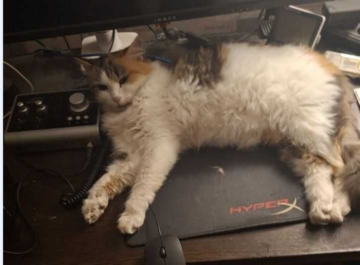 Пропала кошечка Лиза