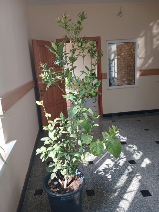 Продам не дорого