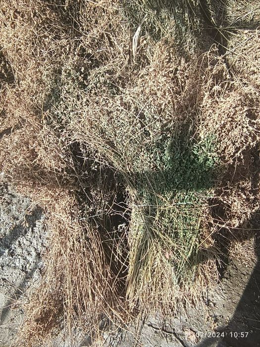 Arzon beda mol òt беда ут арзон бухоро ромитан