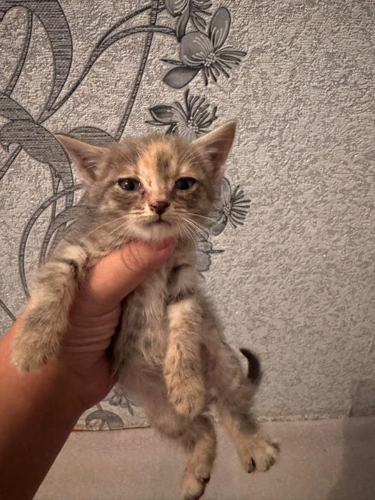 Котята бесплатно