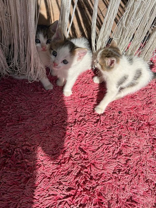Pisicuțe pentru adopție
