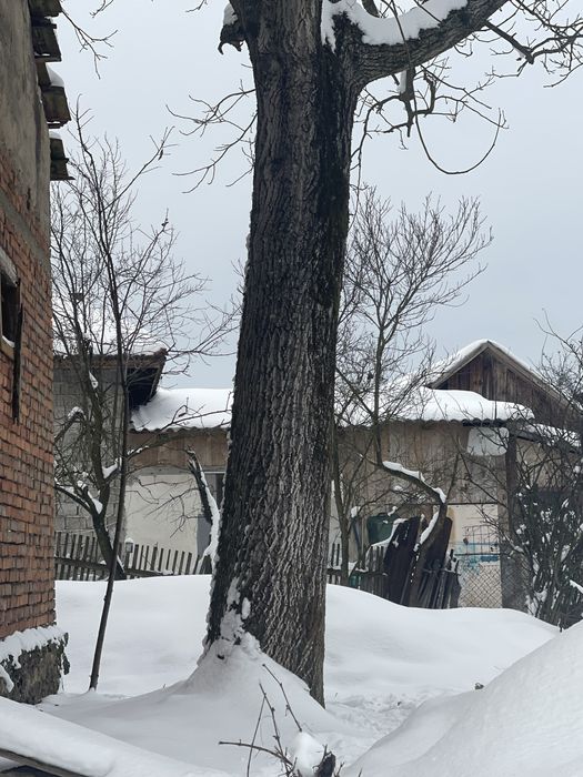 Vand nuc matur trunchi 4m