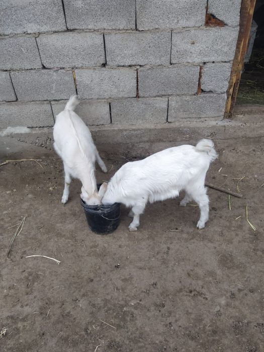 Жас ешкілер 2 лағымен Теке