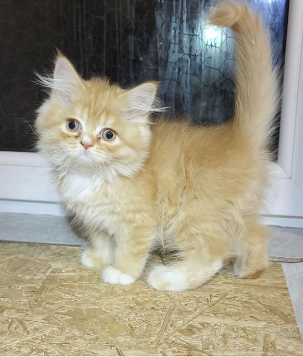 British golden longhair