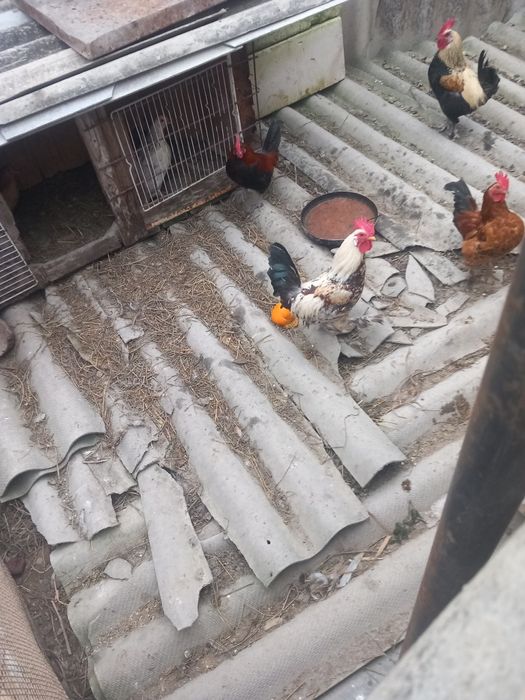 vând puicuțe și cocoși americani