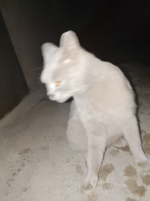 Кошка пародистая