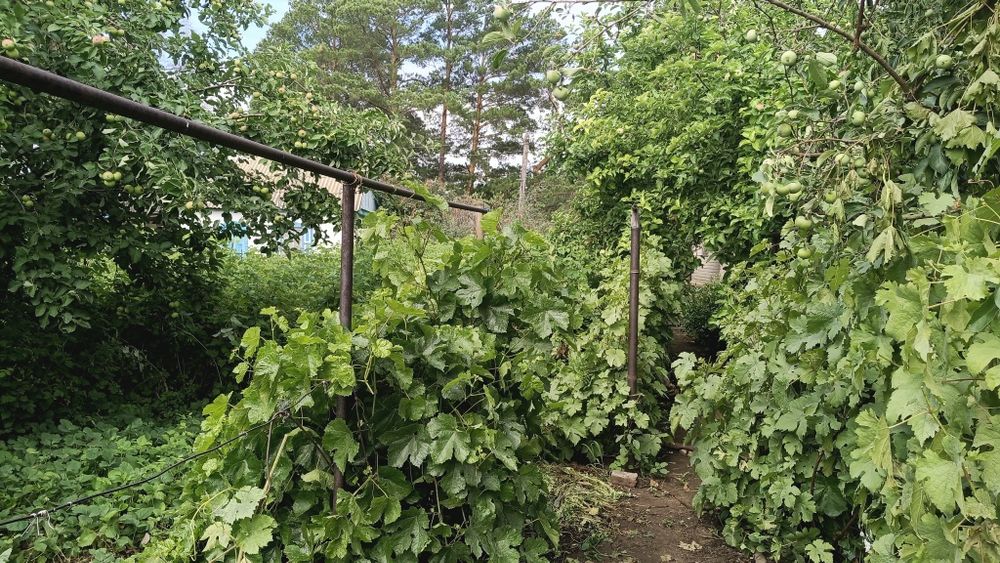 Продам дачу 16соток, город Алга 22 коллектив