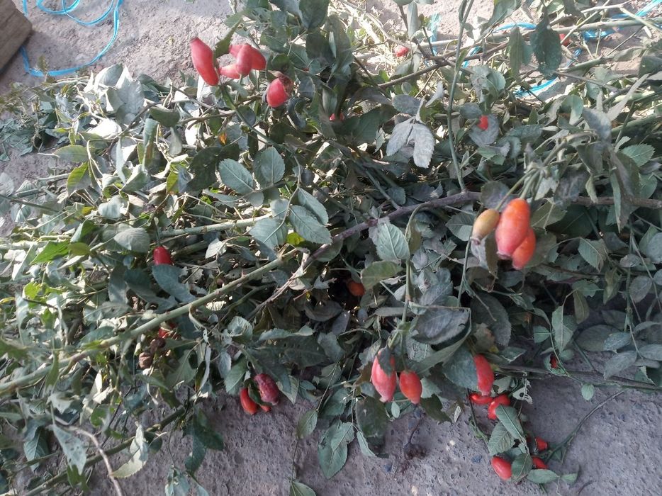 Гожи бутаси goji ko'chatlari