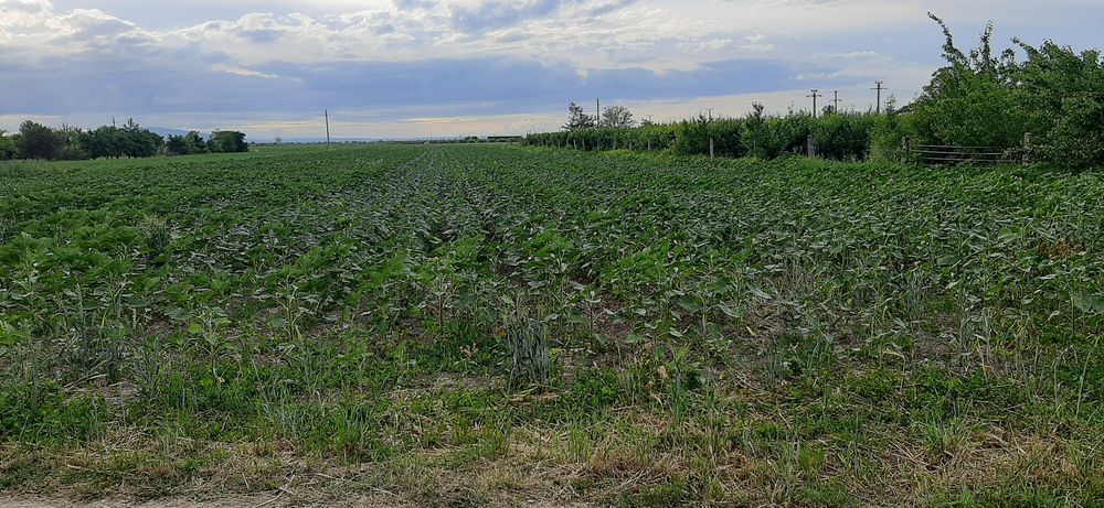 Vând teren extravilan