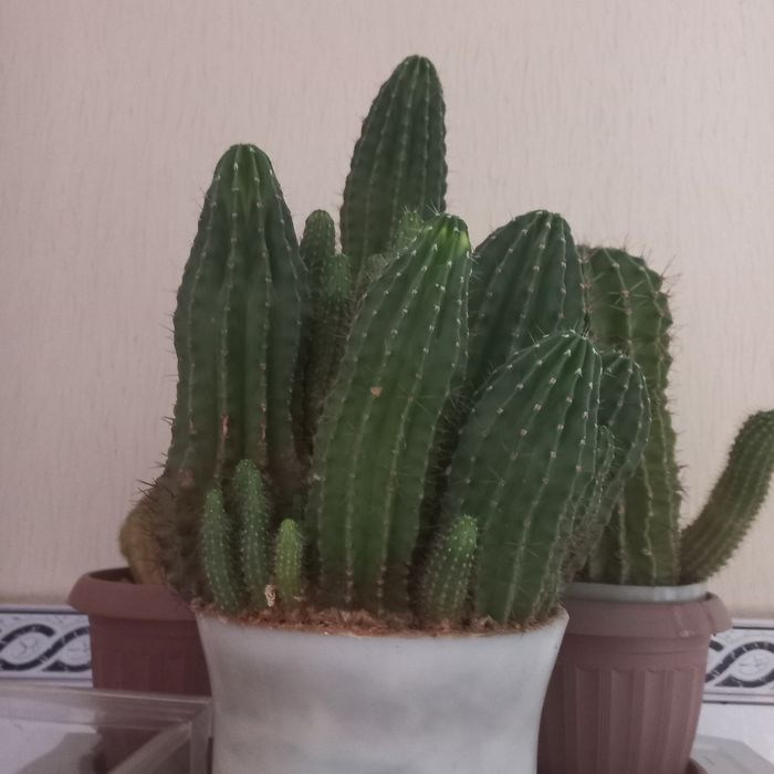 Продам комнатные цветы