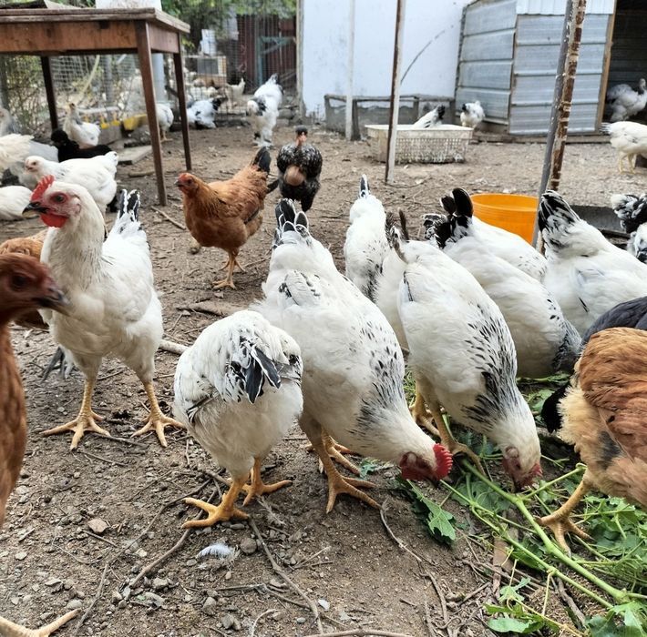 Продам молодых петухов 4-х месячные