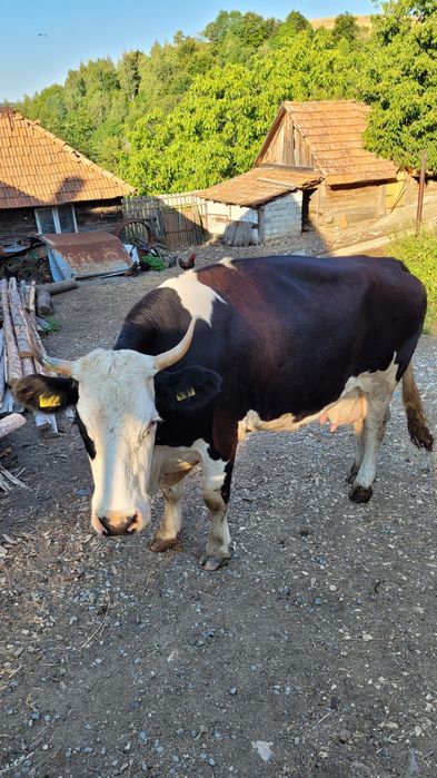 Vaca holstein tanara gestanta