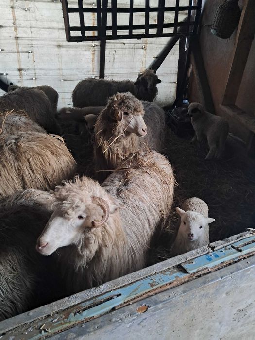 Oi cu miei (oacheșe si bale )