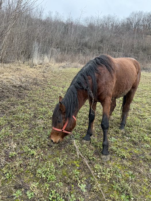 Vând armăsar de 3 ani