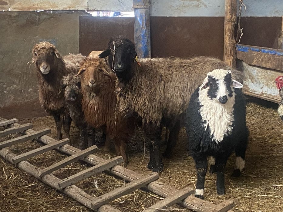 2 Козылы кой сатылады. Қой қозысымен