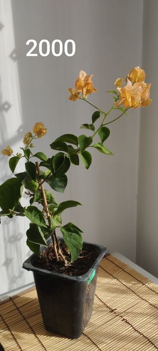 Бугенвиллии разные.