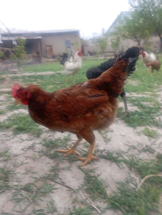 товук ва хурозлар сотилади  срочна