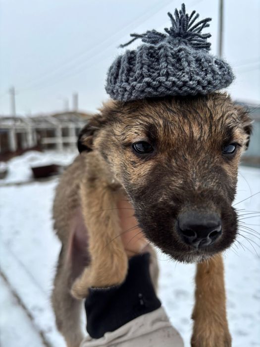 Ищем дом для щенят