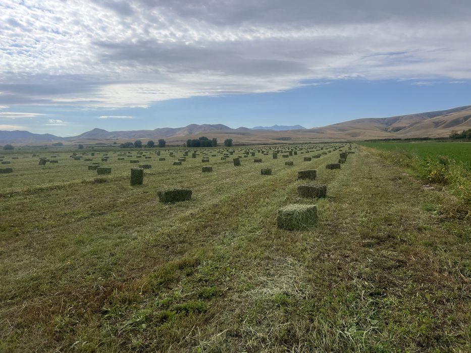 Продам люцерну, жоңышқа сатамын