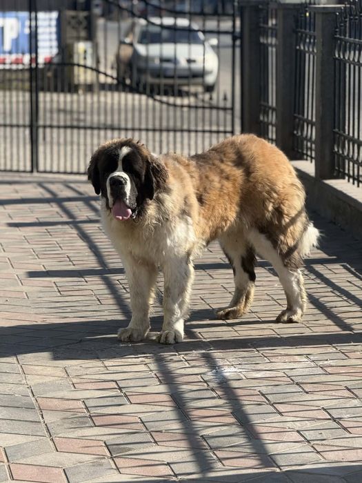 Saint bernard pentru monta