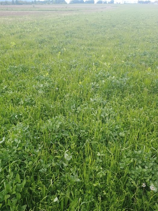 Baloți(trifoi,ghizdei și timotei)