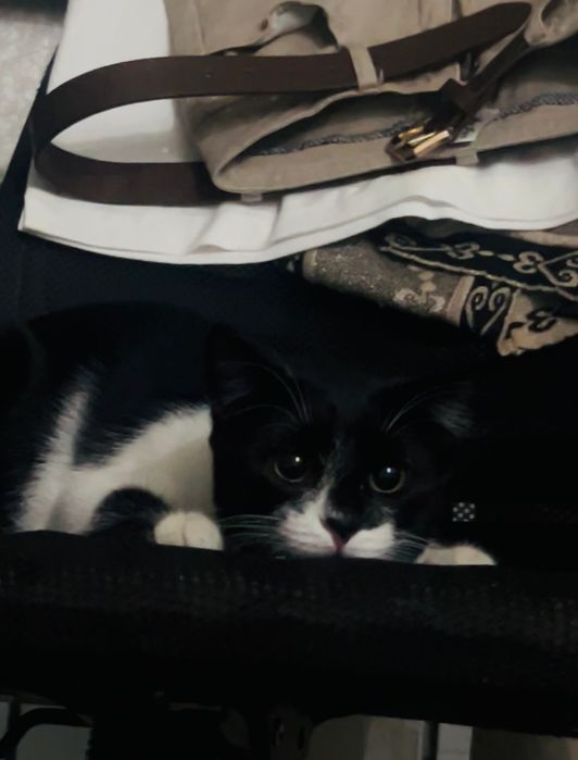 Кот Муся ищет новый дом